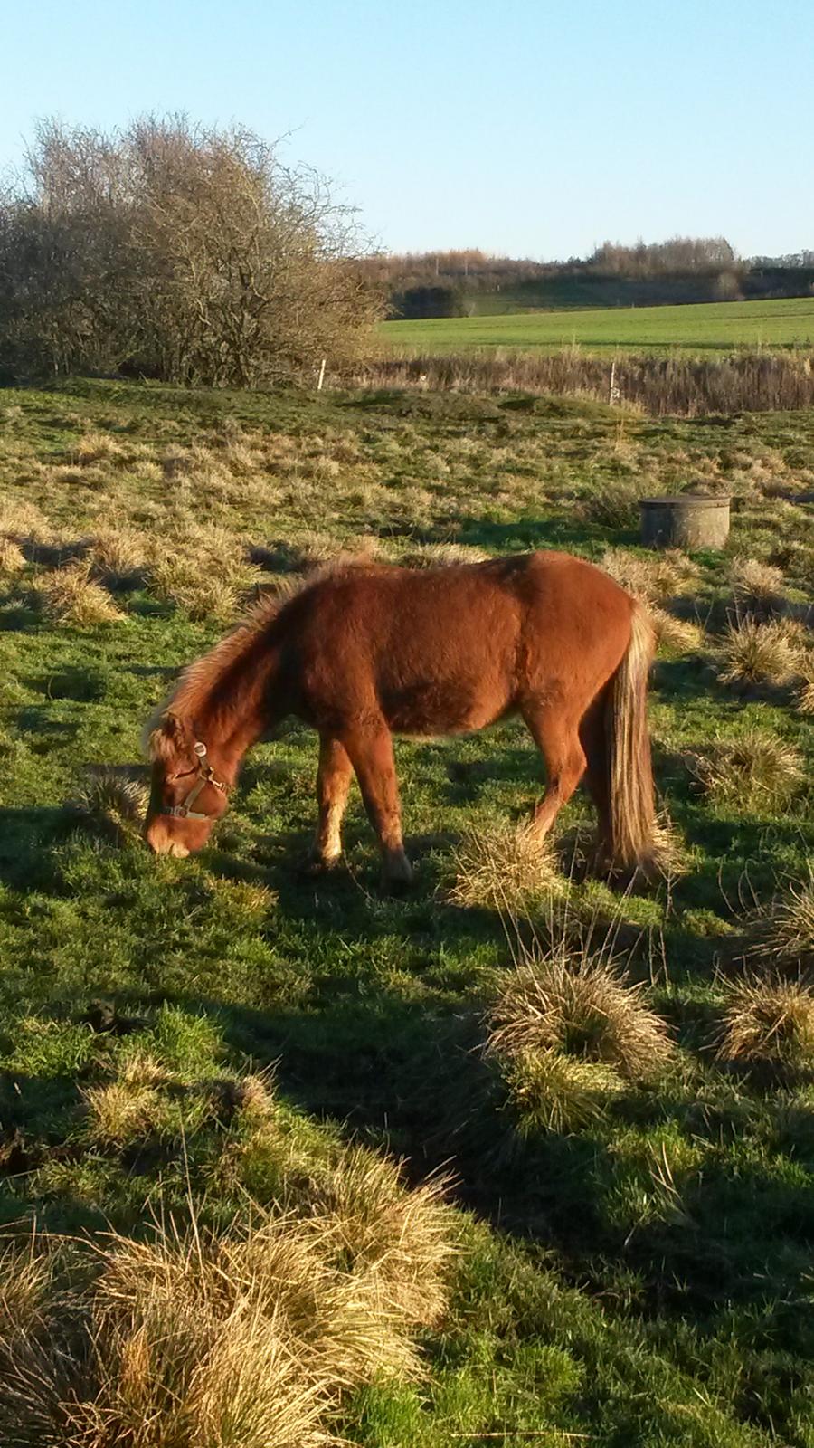 Islænder Aron fra Lindegården billede 11