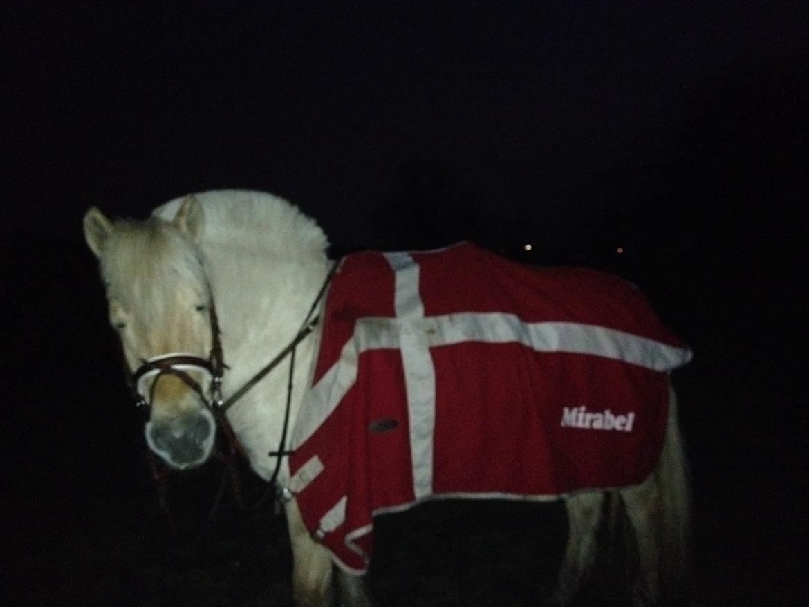 Fjordhest Vængets Mirabel billede 9