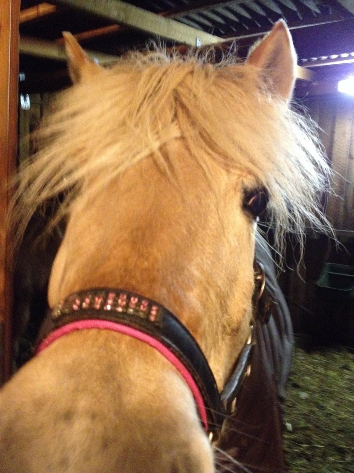 Fjordhest Vængets Mirabel billede 10