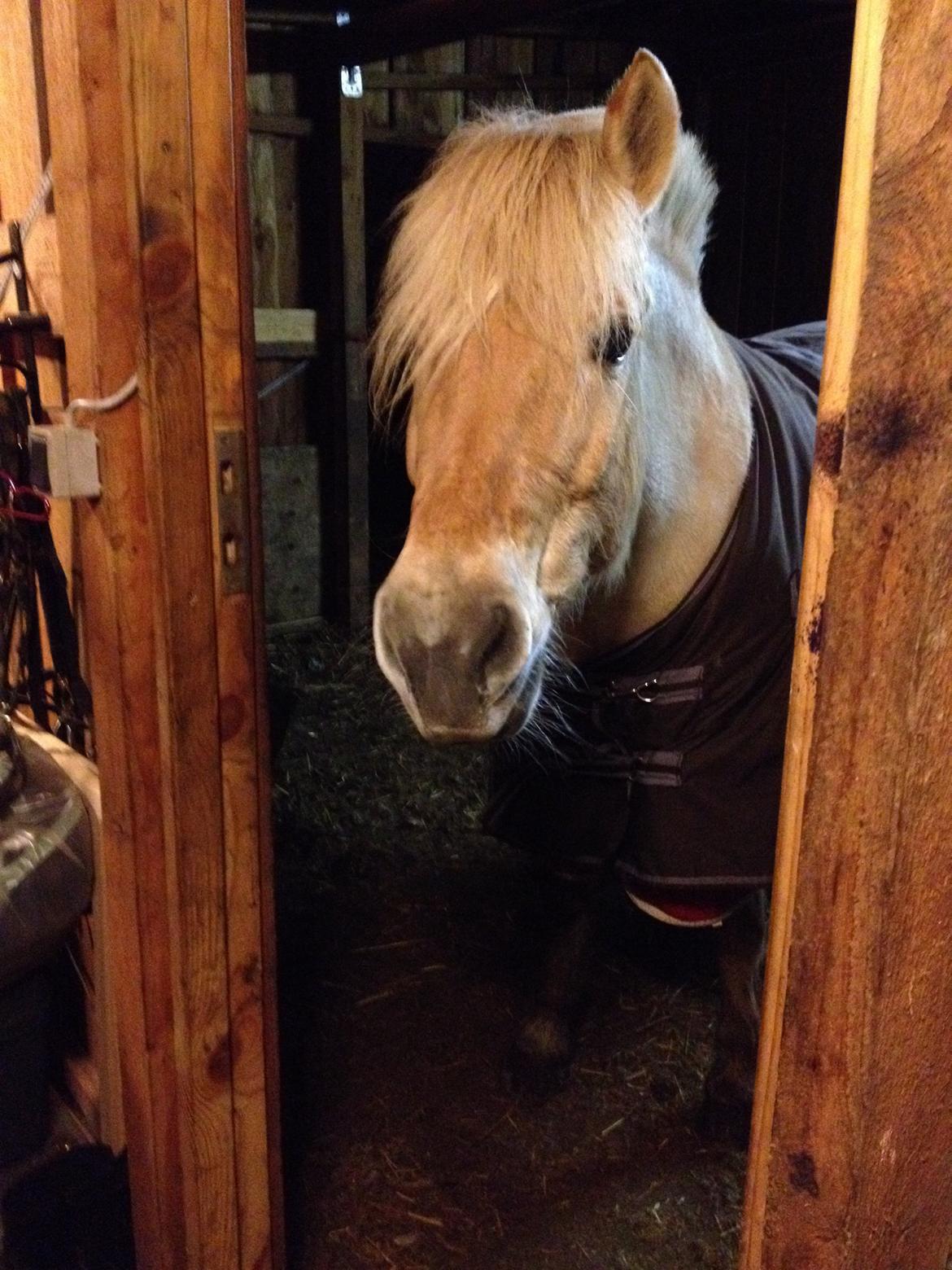 Fjordhest Vængets Mirabel billede 11