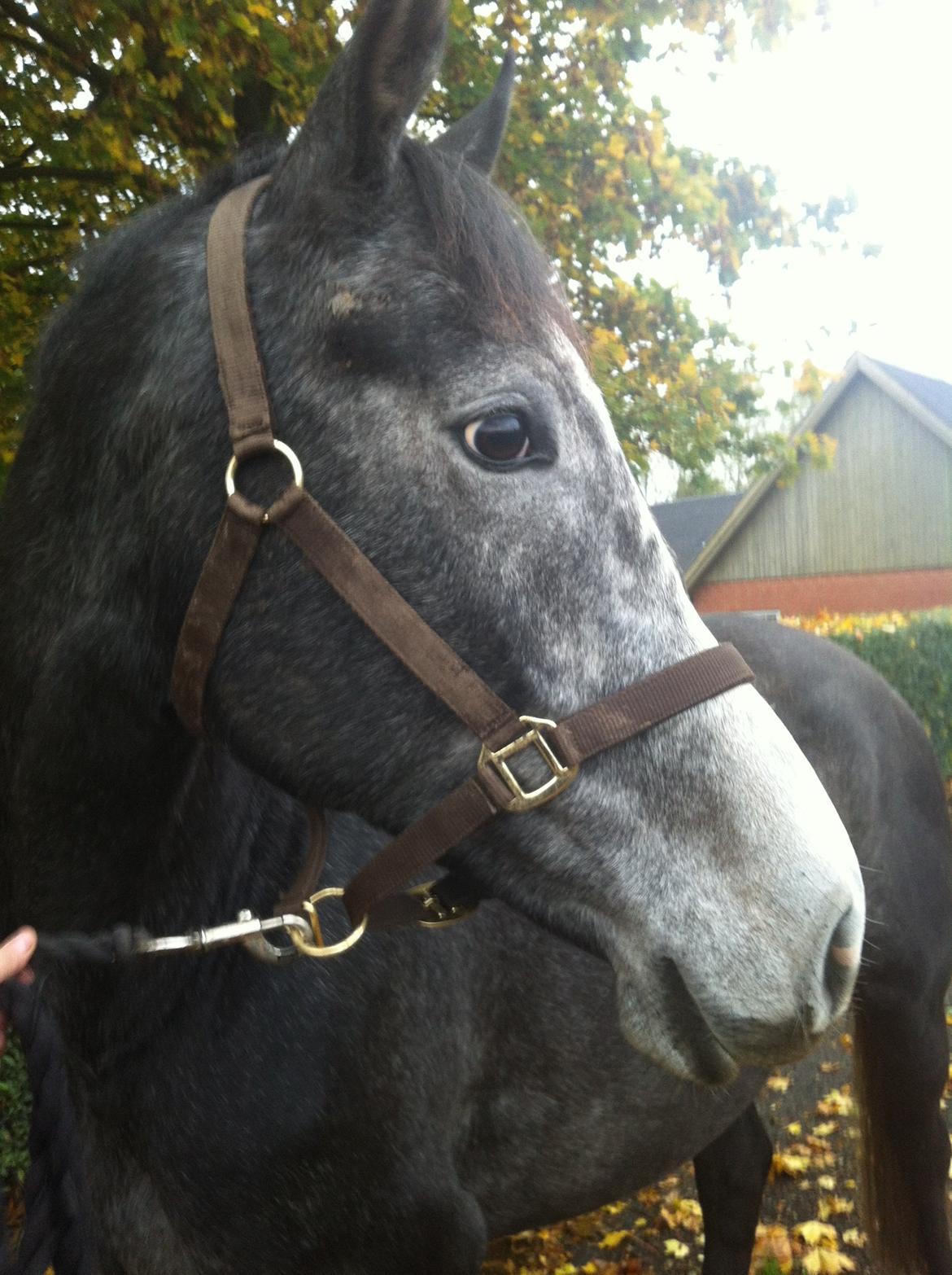 Dansk Varmblod Garb - Garb og jeg på gåtur dagen efter jeg fik ham, vi gik 6 kilometer og hyggede os rigtig! billede 8