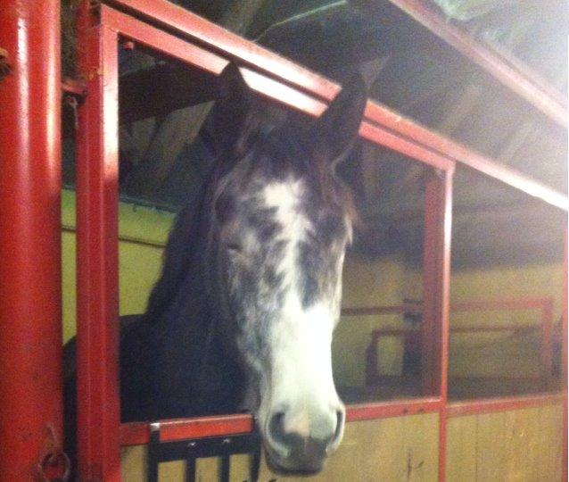 Dansk Varmblod Garb - Søvnig lille hest! billede 16