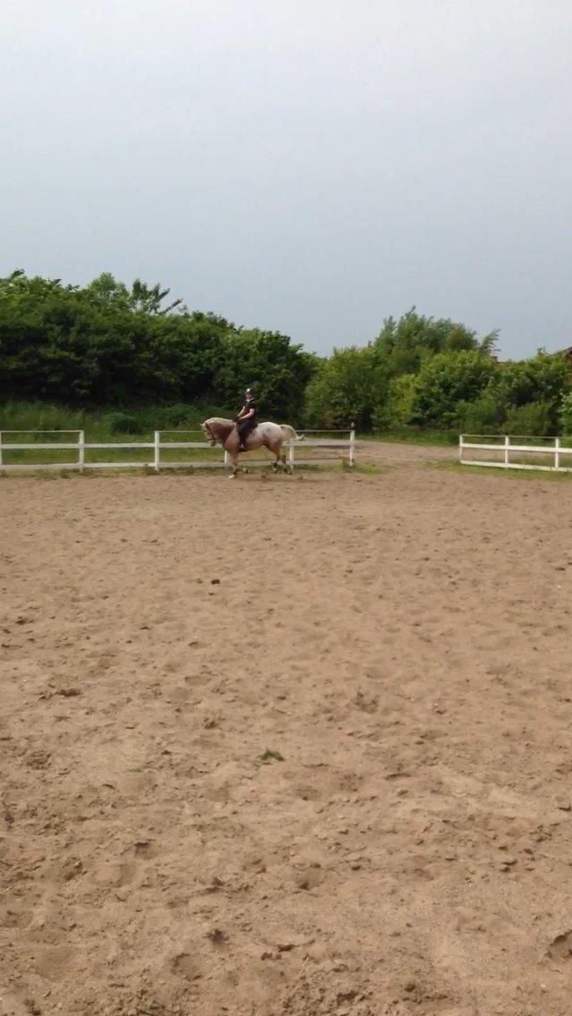 DSP Roosgårdens Caol Ila billede 13