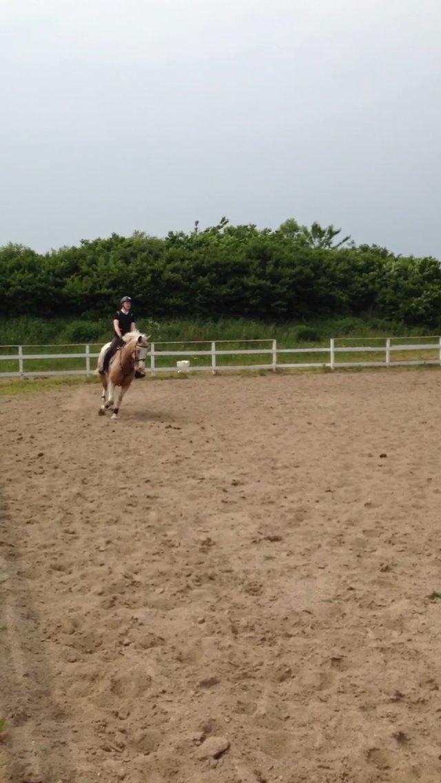 DSP Roosgårdens Caol Ila billede 24