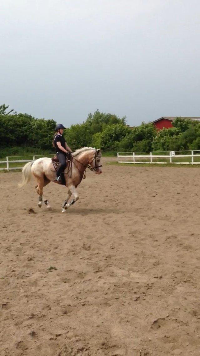 DSP Roosgårdens Caol Ila billede 19