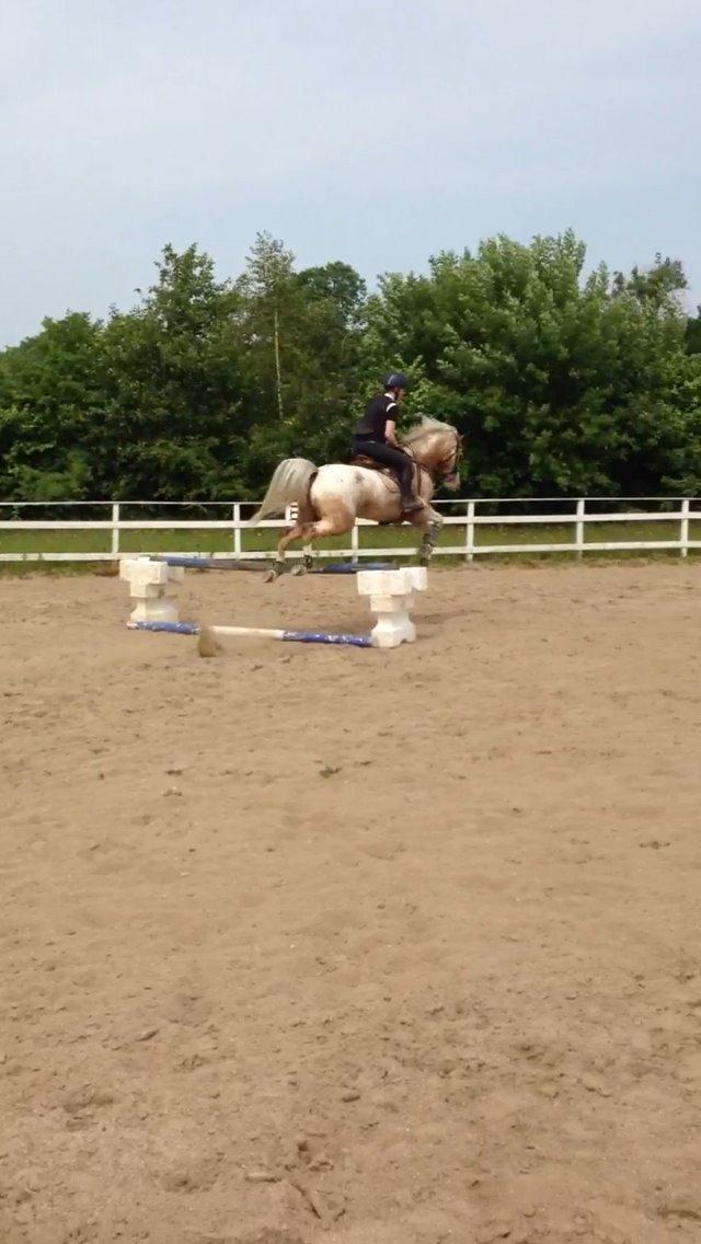 DSP Roosgårdens Caol Ila billede 18