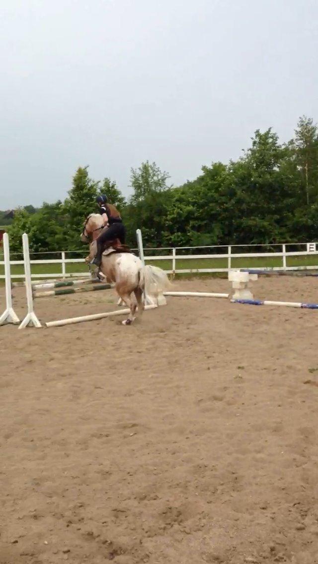 DSP Roosgårdens Caol Ila billede 27