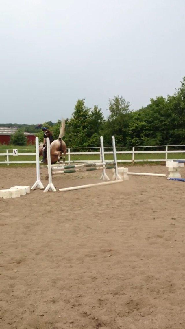 DSP Roosgårdens Caol Ila billede 15