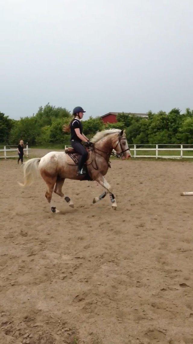 DSP Roosgårdens Caol Ila billede 9