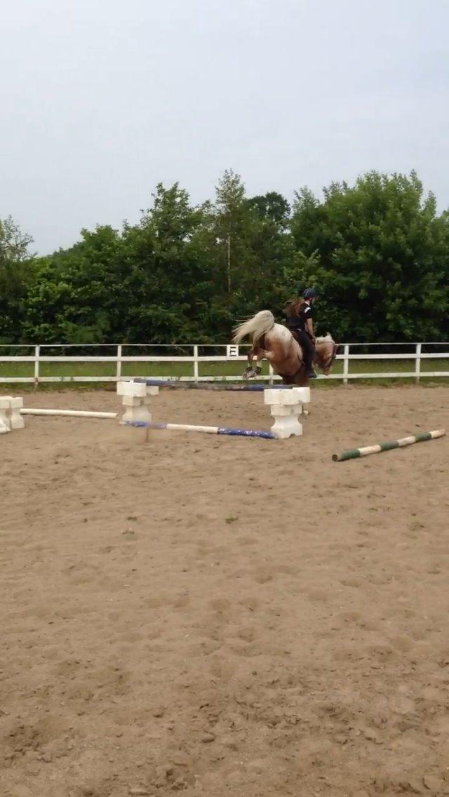 DSP Roosgårdens Caol Ila billede 25