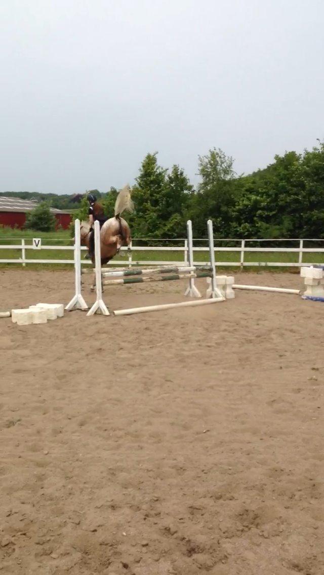 DSP Roosgårdens Caol Ila billede 21