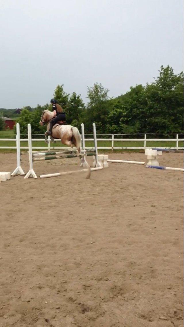 DSP Roosgårdens Caol Ila billede 2