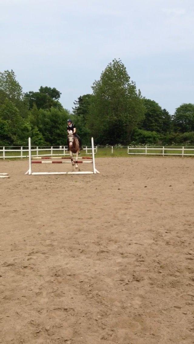 DSP Roosgårdens Caol Ila billede 7