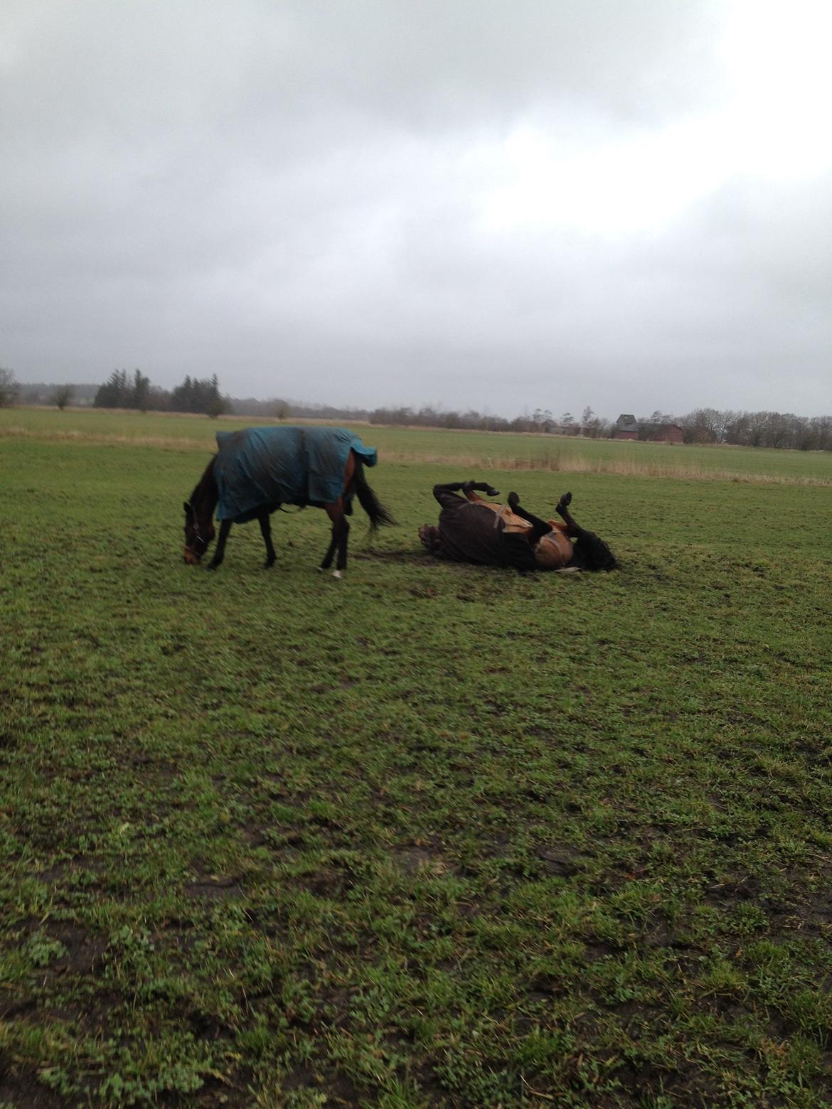 Dansk Varmblod Domingo F billede 10