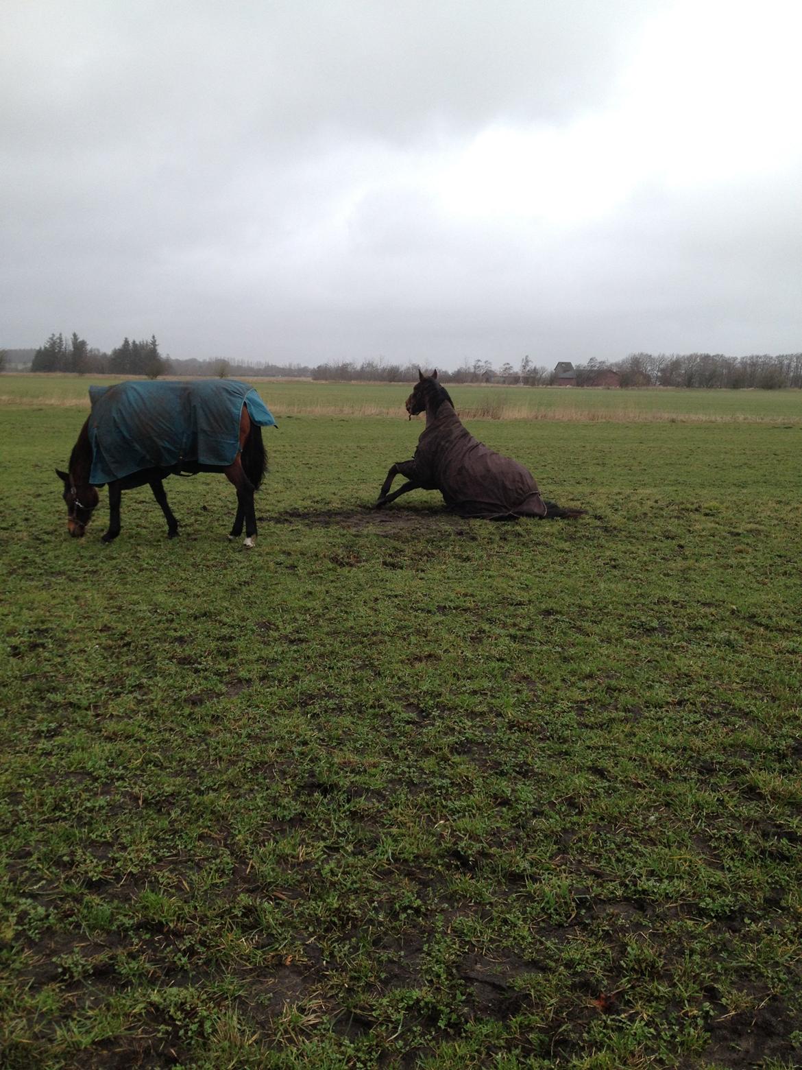 Dansk Varmblod Domingo F billede 13