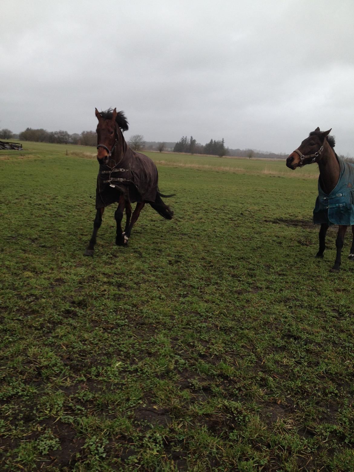 Dansk Varmblod Domingo F billede 16