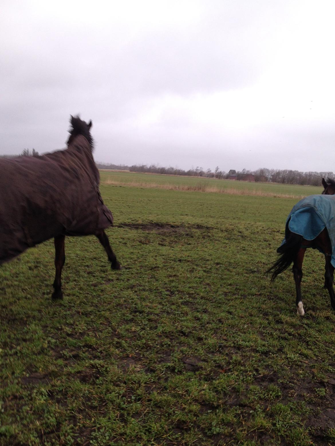 Dansk Varmblod Domingo F billede 17