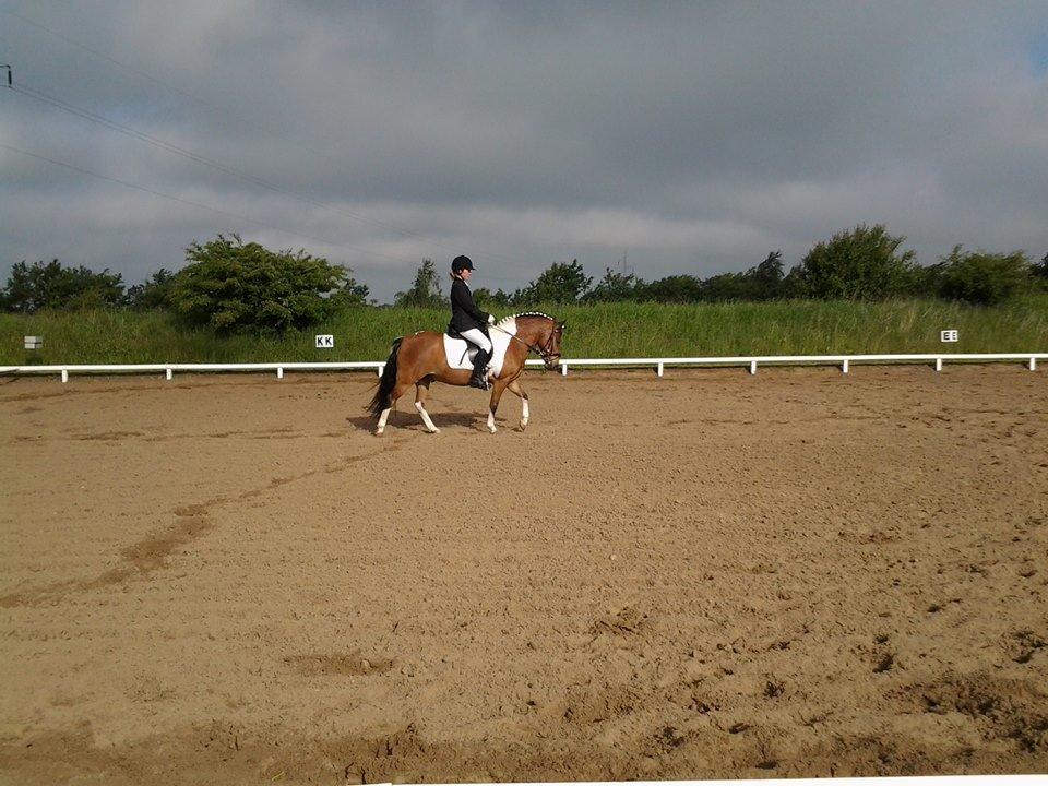 Anden særlig race Lucky billede 2