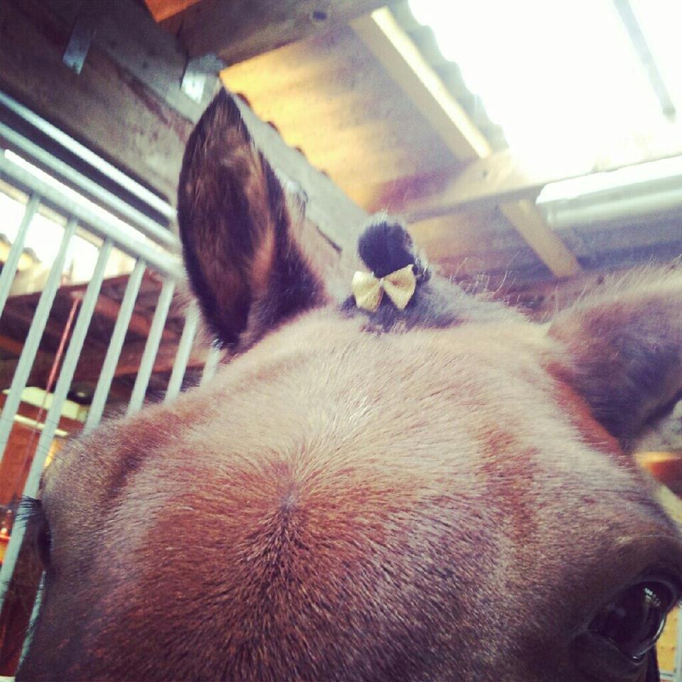 Anden særlig race Lucky billede 4