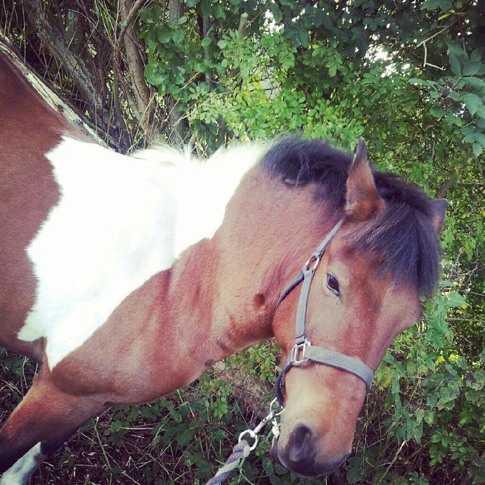 Anden særlig race Lucky billede 5