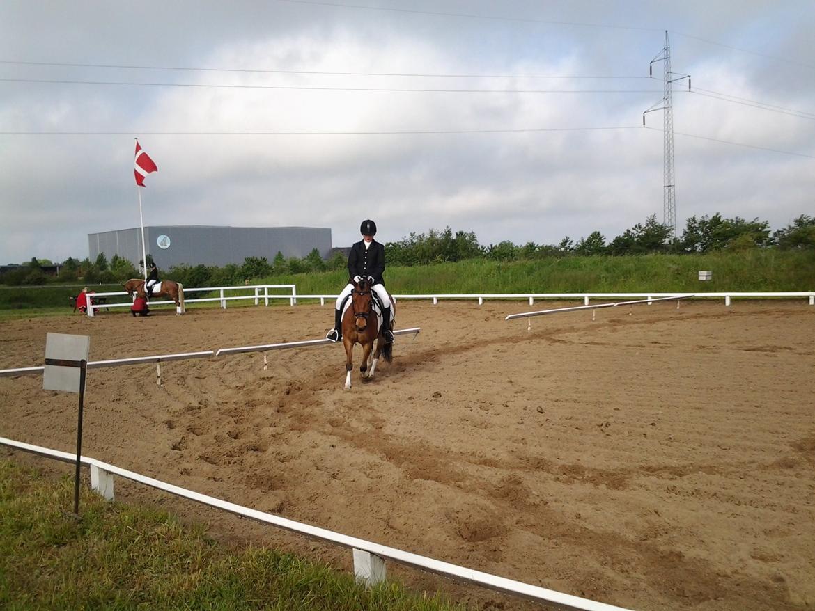 Anden særlig race Lucky billede 6