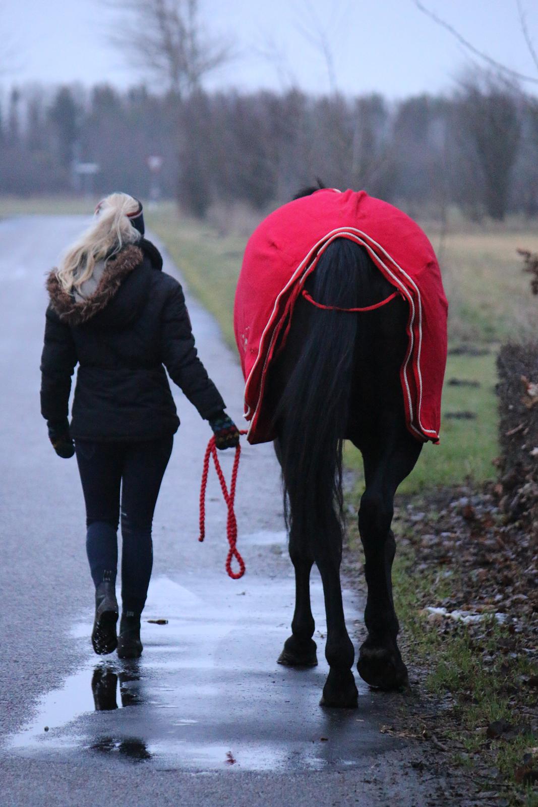 Dansk Varmblod Stald Nyborgs Chantell - 21.12.2013 - foto af Hanne Viola Pedersen.  billede 32