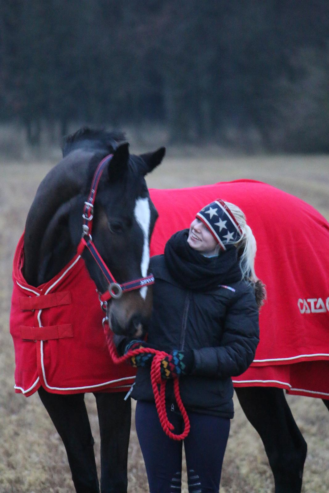 Dansk Varmblod Stald Nyborgs Chantell - Der er ingen som du <3  21.12.2013 - foto af Hanne Viola Pedersen.  billede 14