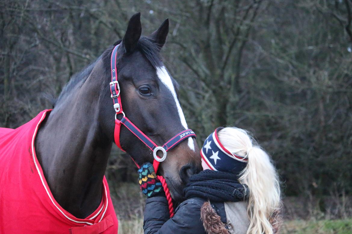 Dansk Varmblod Stald Nyborgs Chantell - Verdens bedste muller! <3 21.12.2013 - foto af Hanne Viola Pedersen.  billede 19
