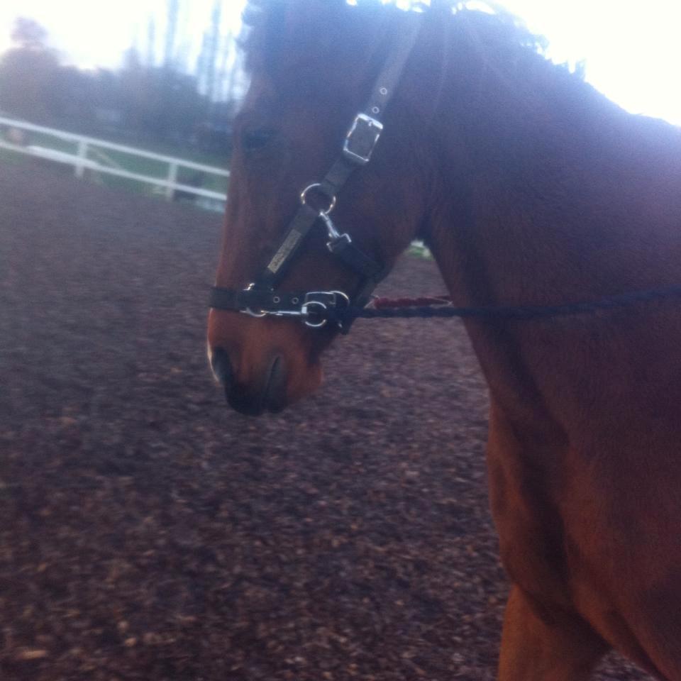 Traver Zensei. - Nær billede af hans lange hoved i grime og trækketov!:P billede 11