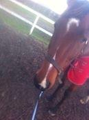 Traver Zensei. - efter træning!:P billede 12