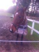 Traver Zensei. -  folden!:) billede 14