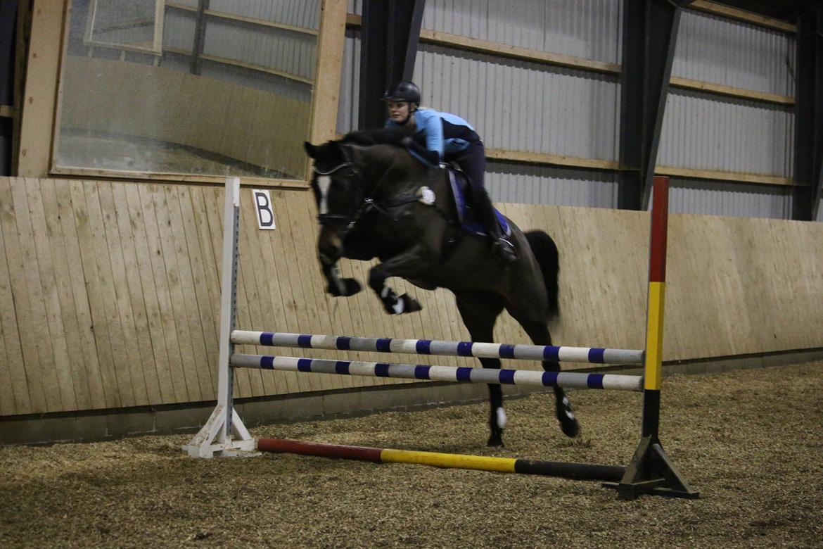 Dansk Varmblod Stald Nyborgs Chantell - Springtræning  21.12.2013 - foto af Hanne Viola Pedersen.  billede 29