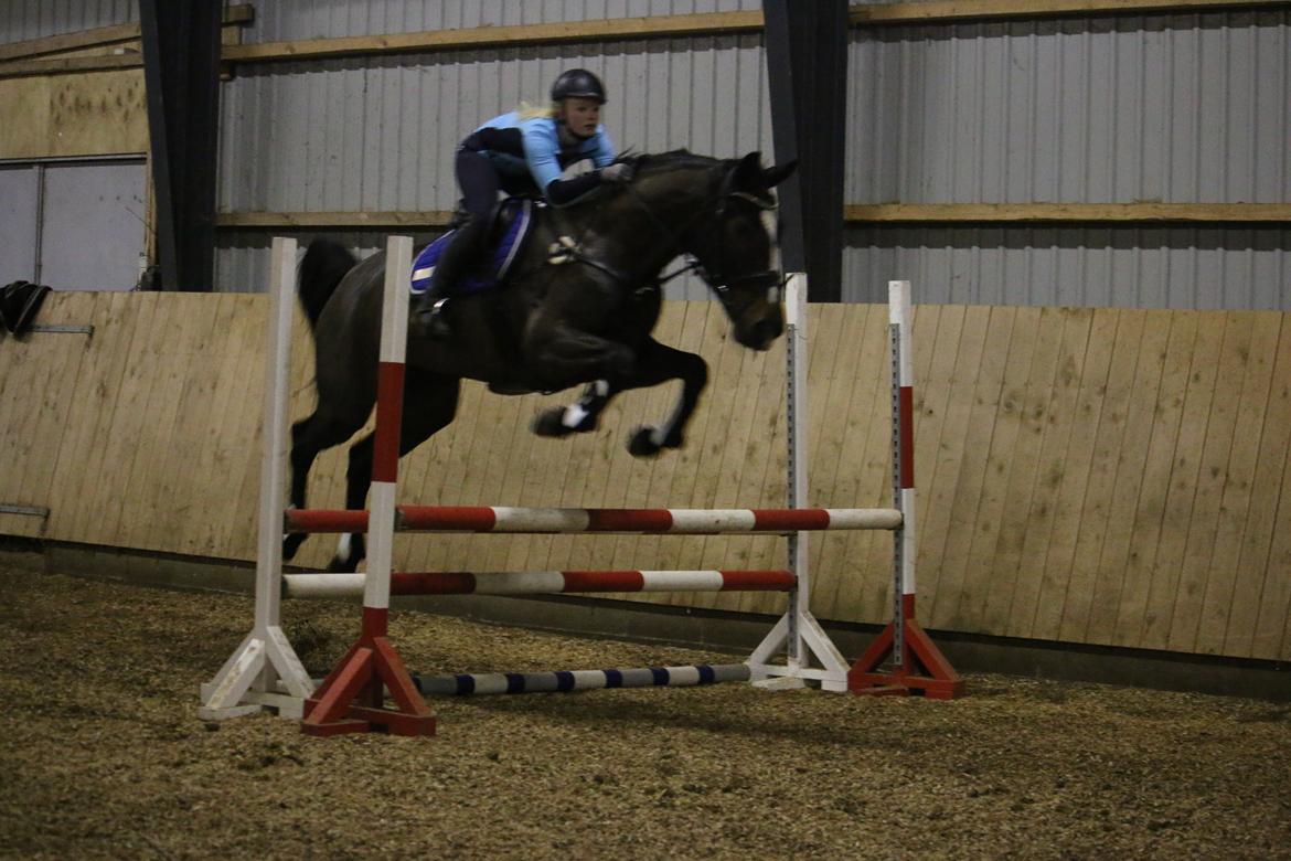 Dansk Varmblod Stald Nyborgs Chantell - Springtræning : 21.12.2013 - foto af Hanne Viola Pedersen.  billede 25