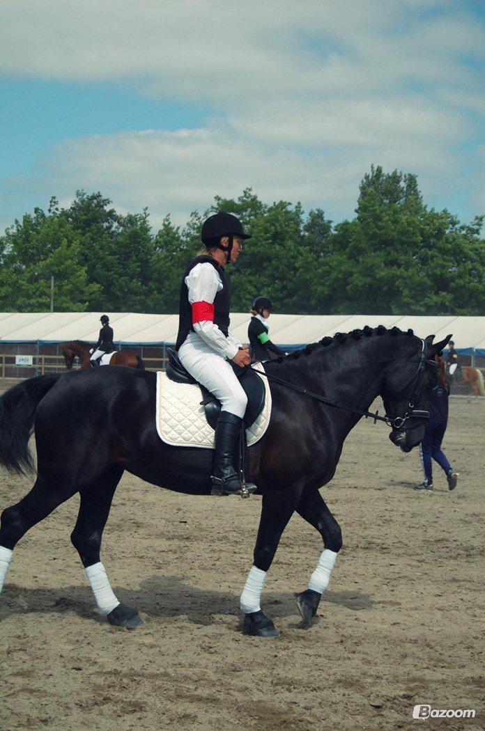 Welsh Cob (sec D) Petersgaards Louisianna billede 12