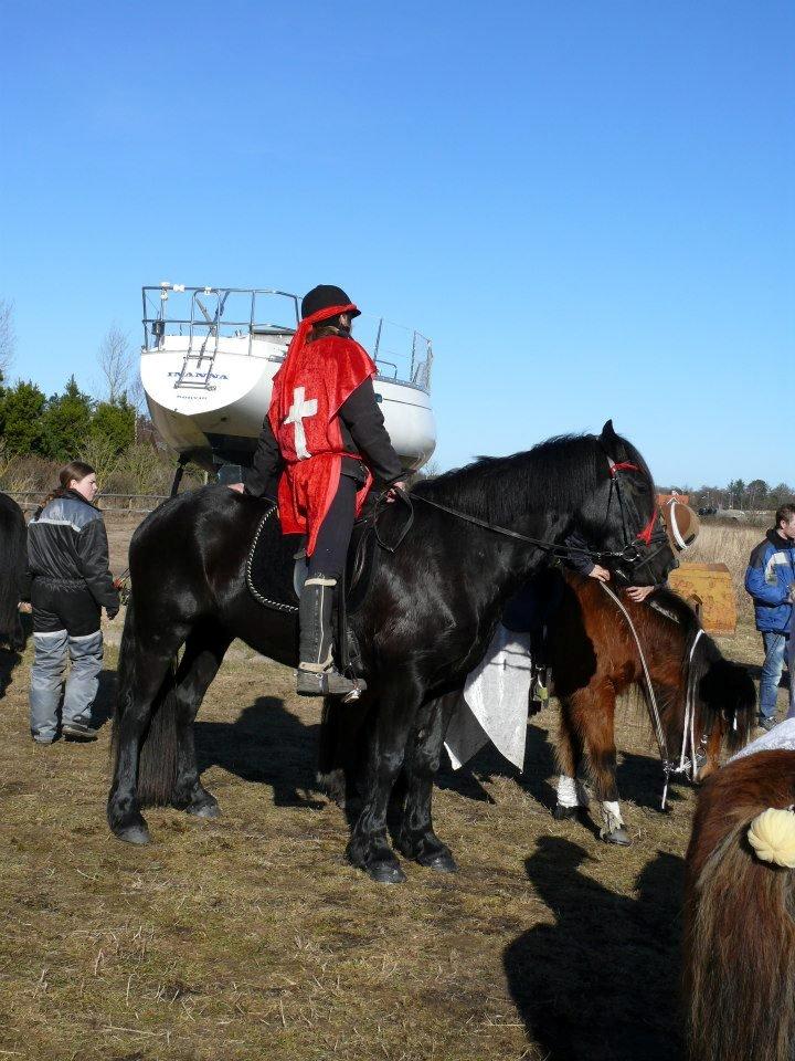 Welsh Cob (sec D) Petersgaards Louisianna billede 13