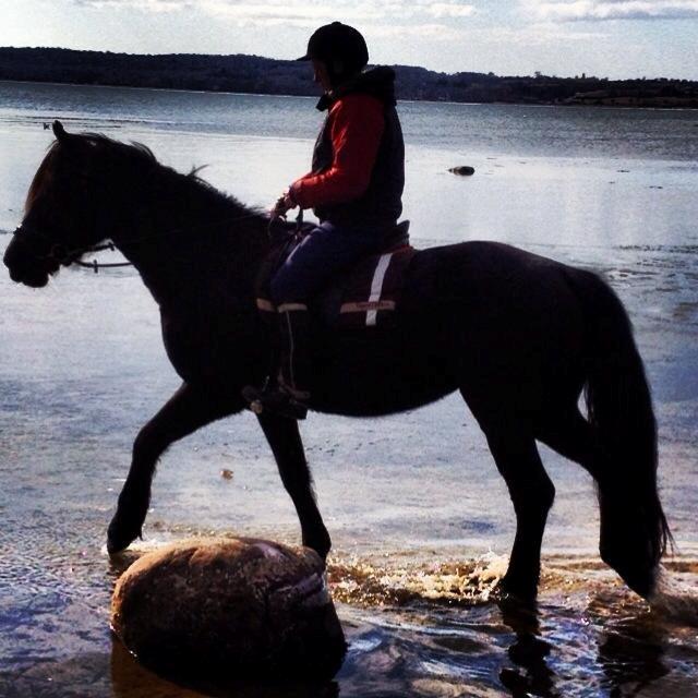 Welsh Cob (sec D) Petersgaards Louisianna billede 14