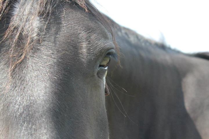 Welsh Cob (sec D) Petersgaards Louisianna billede 15