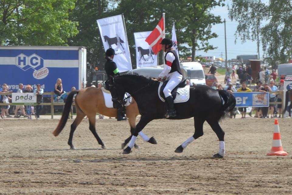 Welsh Cob (sec D) Petersgaards Louisianna billede 16