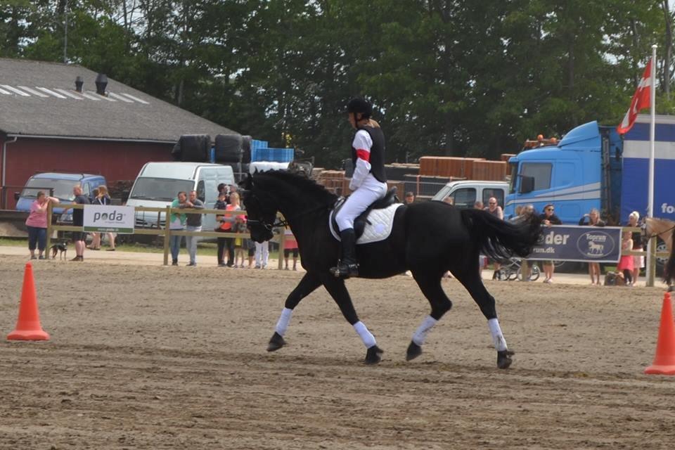 Welsh Cob (sec D) Petersgaards Louisianna billede 17
