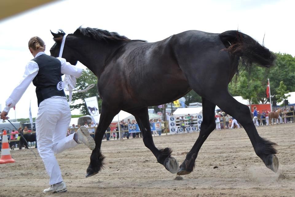 Welsh Cob (sec D) Petersgaards Louisianna billede 18