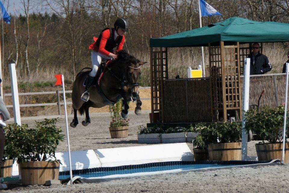 Hollandsk Sportspony Bassy billede 17