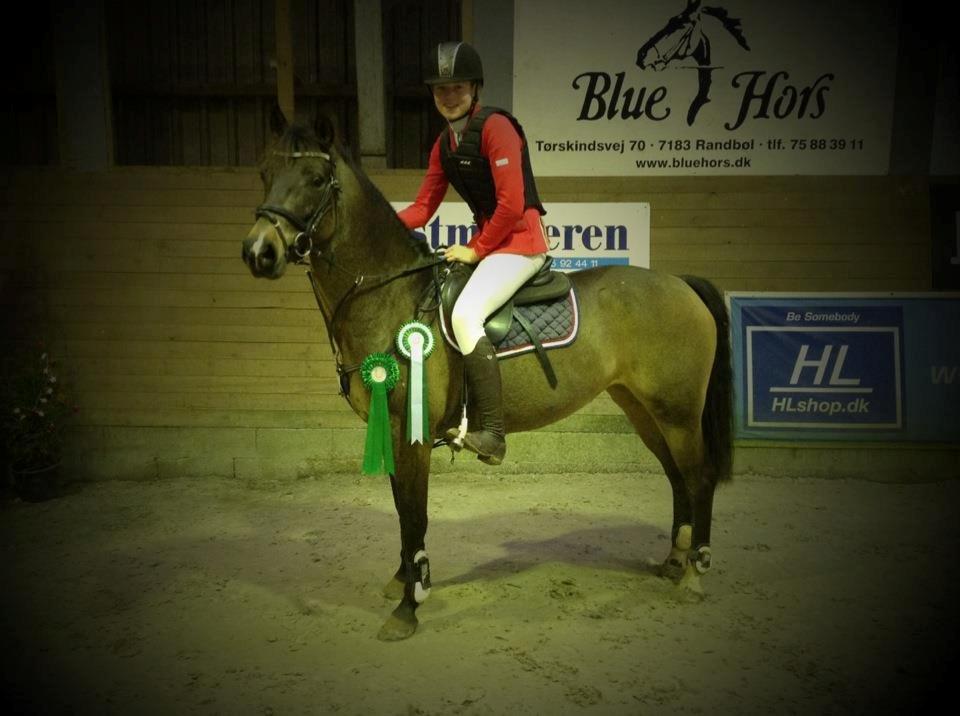 Hollandsk Sportspony Bassy billede 19