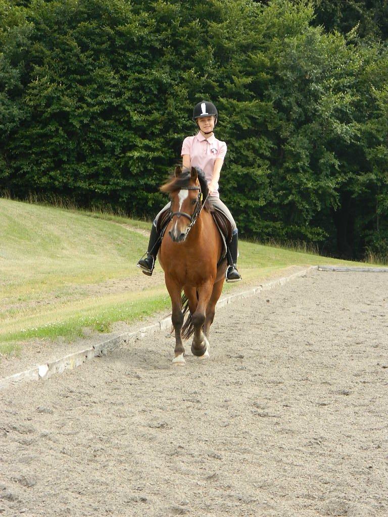 Anden særlig race Midnight billede 8