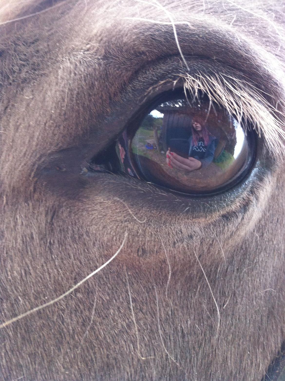 Islænder Así - Gorgeous. <3 billede 2