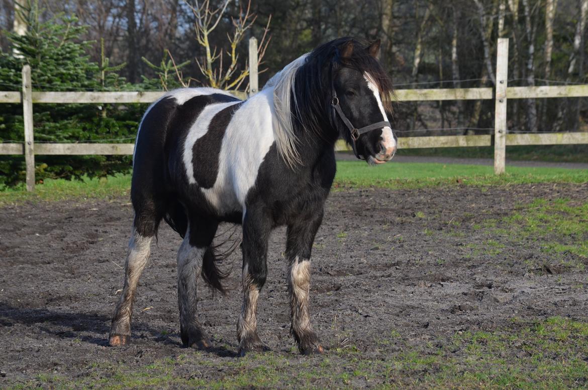 Irish Cob Crossbreed Blue Cheval Inesto (Tidl ) Pony billede 7