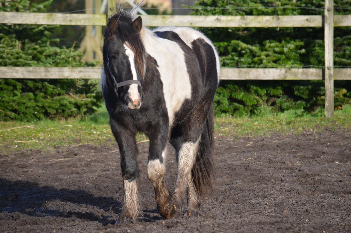 Irish Cob Crossbreed Blue Cheval Inesto (Tidl ) Pony billede 8