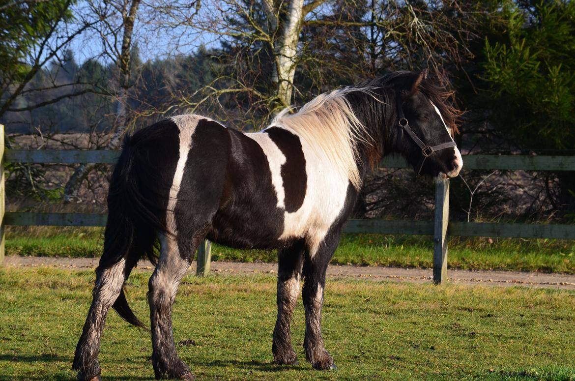 Irish Cob Crossbreed Blue Cheval Inesto (Tidl ) Pony billede 9