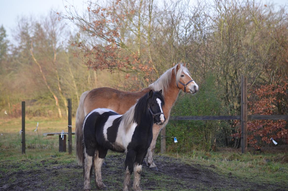 Irish Cob Crossbreed Blue Cheval Inesto (Tidl ) Pony billede 11