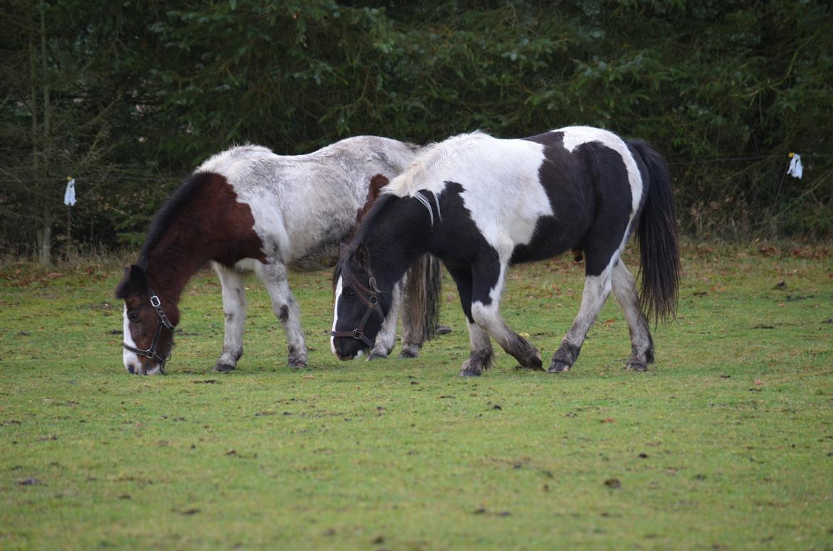 Irish Cob Crossbreed Blue Cheval Inesto (Tidl ) Pony billede 12