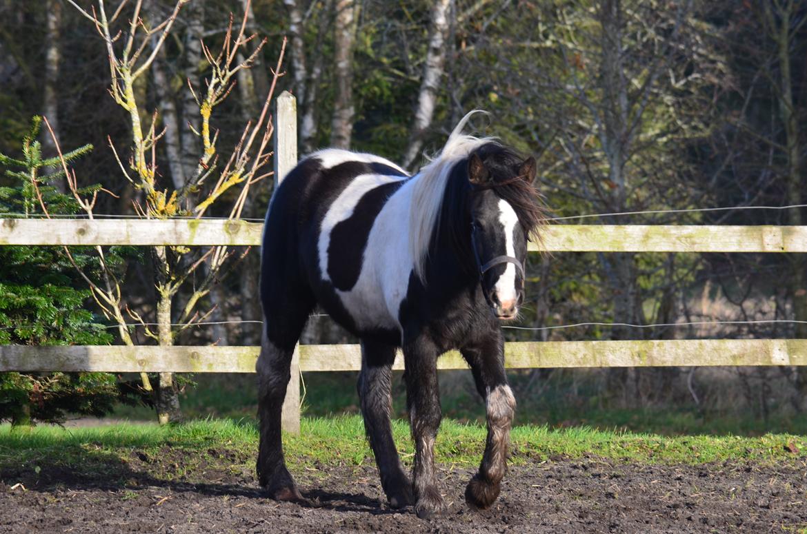 Irish Cob Crossbreed Blue Cheval Inesto (Tidl ) Pony billede 14